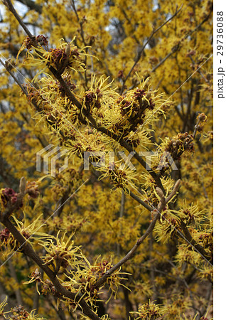 満開のマンサクの花 29736088