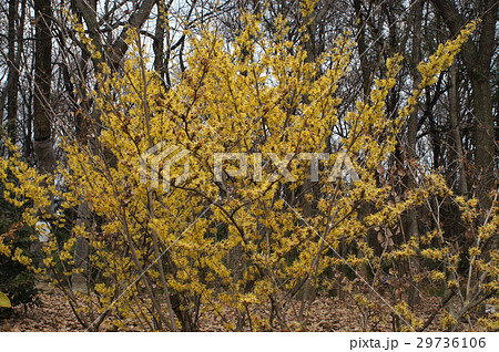 満開のマンサクの花 29736106