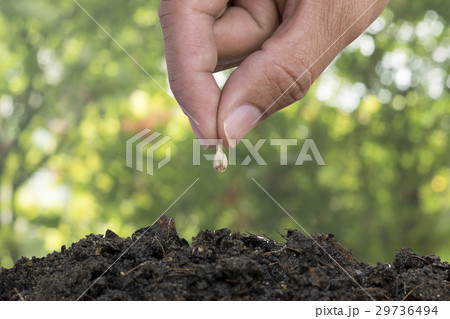 seeding 29736494
