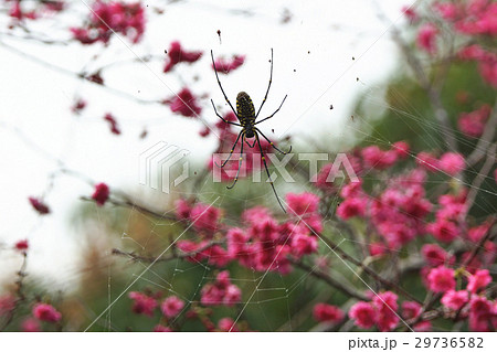 クモ 蜘蛛 スパイダー 29736582