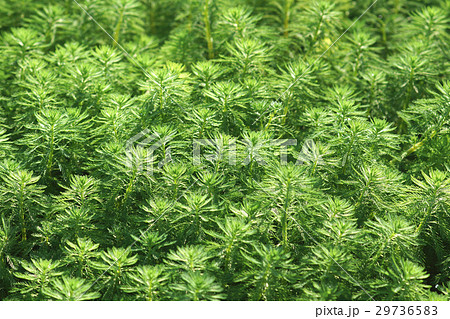 植物 工場 プランツ 29736583
