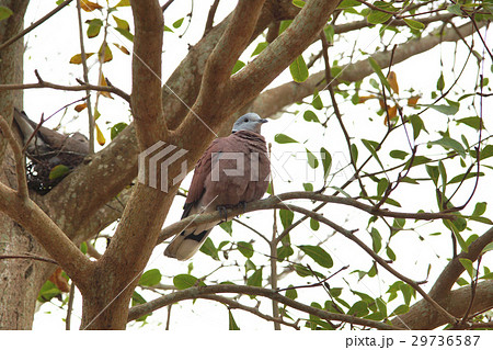 腰掛け 住む アジア人 29736587