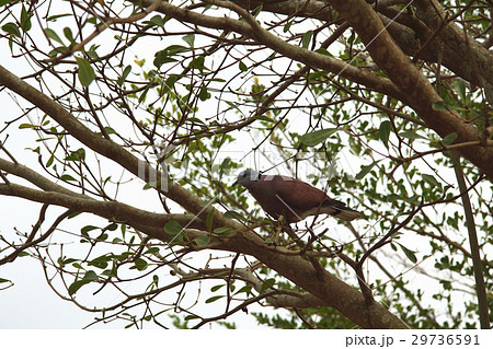 腰掛け 住む アジア人 29736591