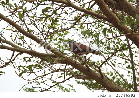 腰掛け 住む アジア人 29736592