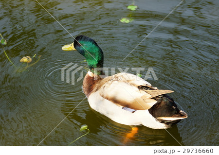 ハチ たらい 盆地 29736660