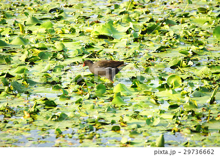 湿原 湿地 沼地 29736662