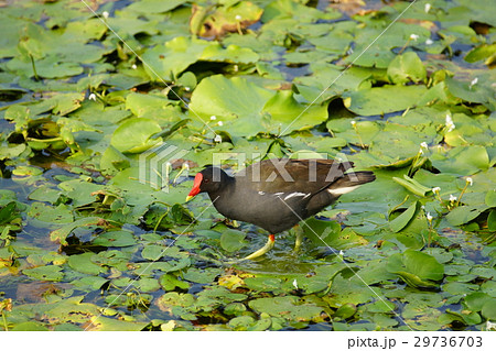 湿原 湿地 沼地 29736703