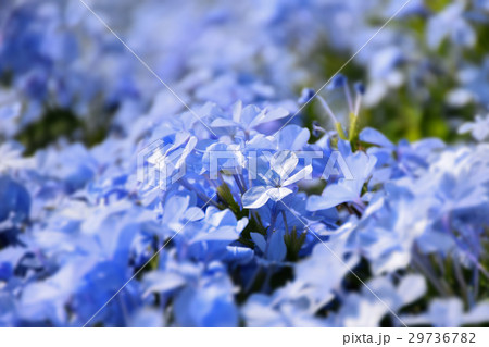 Plumbago auriculata violet color flower  29736782