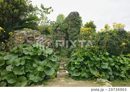 中城城址、ツワブキが自生する久高謡拝所（南の郭）、沖縄 29736903