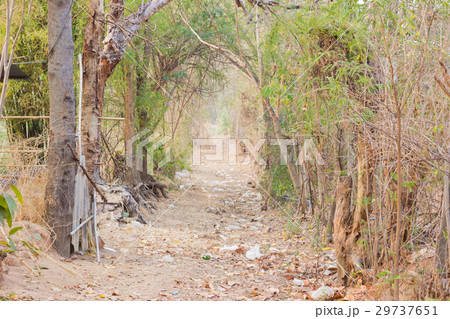 road in countryside with trees in thailand 29737651