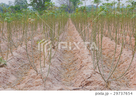 cassava plantation in the field, Thailand cassava plantation in the field, Thailand 29737654