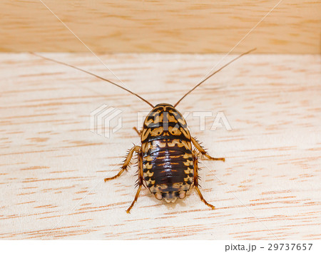 Top view dead cockroach on wood Top view dead cockroach on wood 29737657