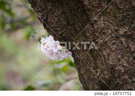 胴吹き桜 胴吹き桜 29737752