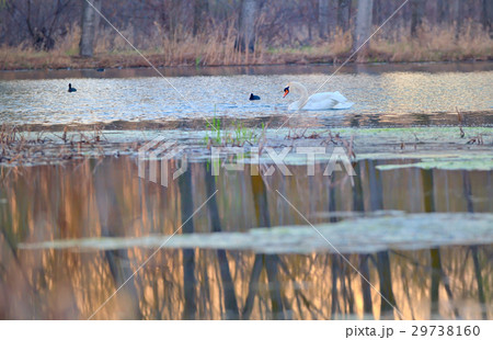 Single swan at sunrise 29738160