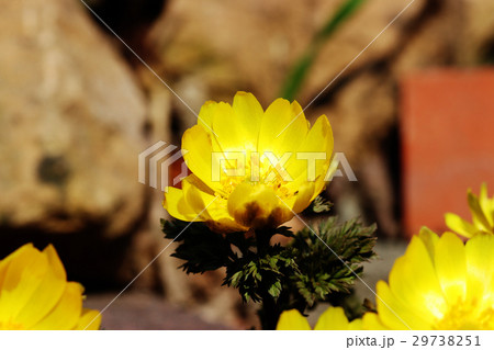 レンガの隙間に咲く福寿草 29738251