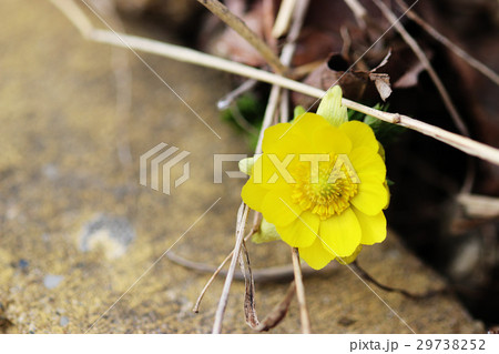 レンガの隙間に咲く福寿草 29738252