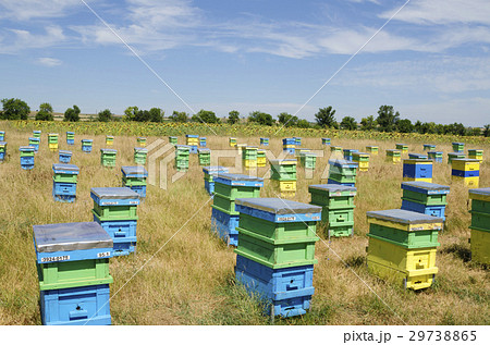Beehives and sunflowers in a field in countryside 29738865