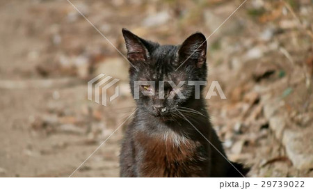 Old sick runny snot runny nose homeless cat Old sick runny snot runny nose homeless cat 29739022