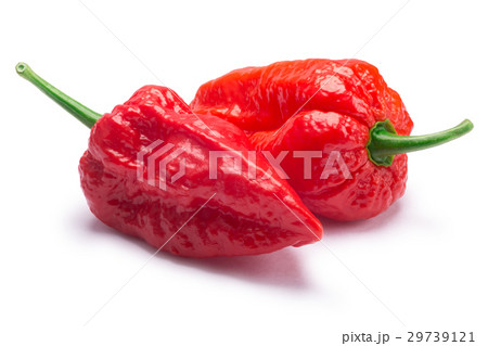 Bhut Jolokia ghost peppers, paths Bhut Jolokia ghost peppers, paths 29739121