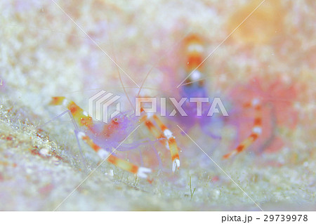 バイオレットボクサーシュリンプ バイオレットボクサーシュリンプ 29739978