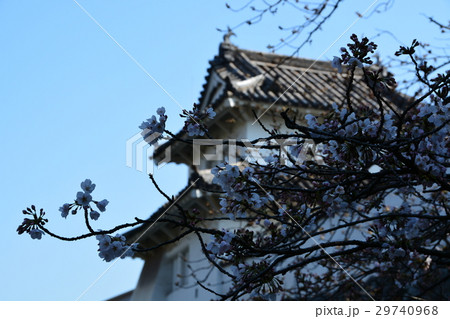 春の府内城址　大分城址 29740968