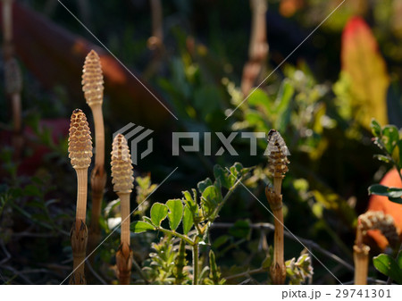 土手のツクシ 土手のツクシ 29741301