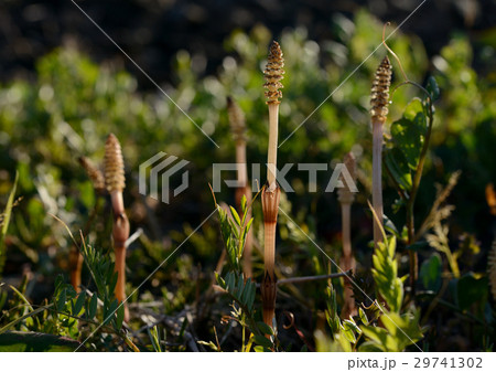 土手のツクシ 29741302