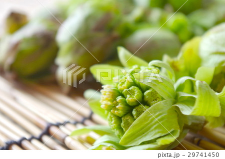 ふきのとう ふきのとう 29741450