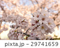 桜 29741659