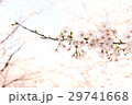 桜 29741668