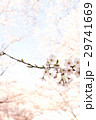 桜 29741669