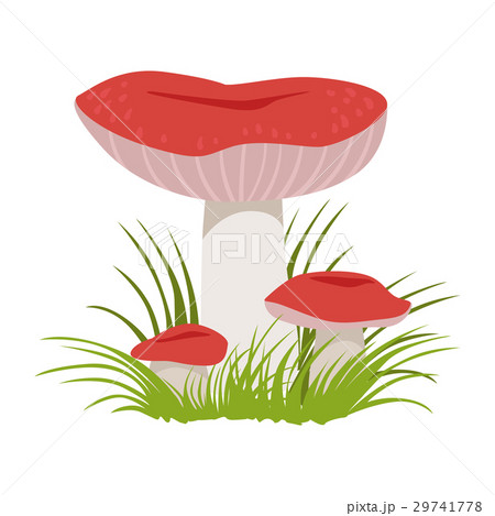 Russula xerampelina, edible forest mushrooms 29741778