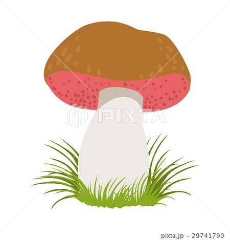 Tylopilus felleus, edible forest mushrooms Tylopilus felleus, edible forest mushrooms 29741790