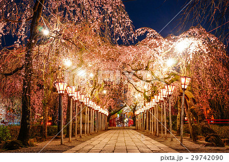 三嶋大社 桜 三嶋大社 桜 29742090