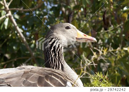 Wild goose outdoors 29742242