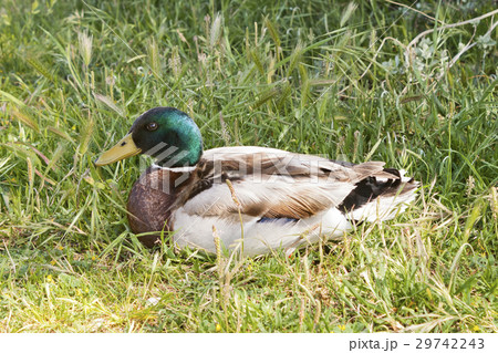 Mallard duck (Anas platyrhynchos) on the ground. 29742243