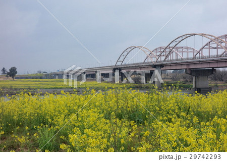 刀水橋の菜の花(太田市から) 29742293