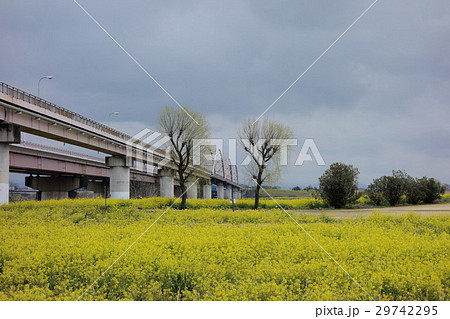 刀水橋の菜の花(妻沼側から) 刀水橋の菜の花(妻沼側から) 29742295