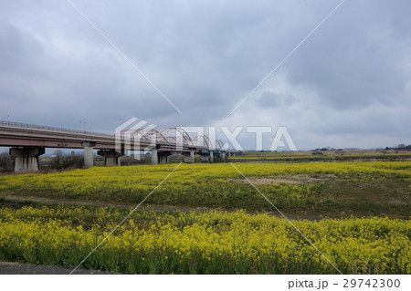 刀水橋の菜の花(妻沼側から) 29742300
