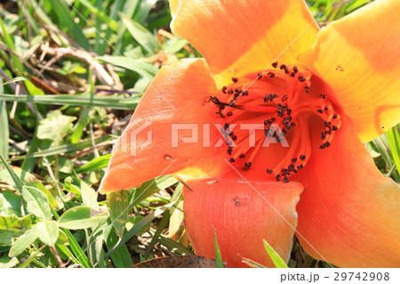 クロ－ズアップ クローズアップ 接写 29742908