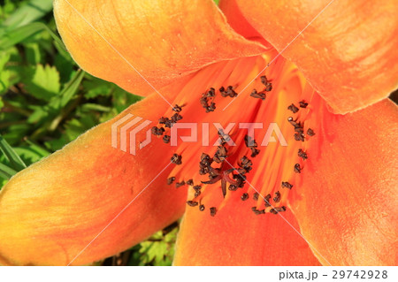 クロ－ズアップ クローズアップ 接写 29742928