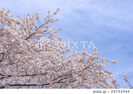 花曇りの空と桜の写真素材