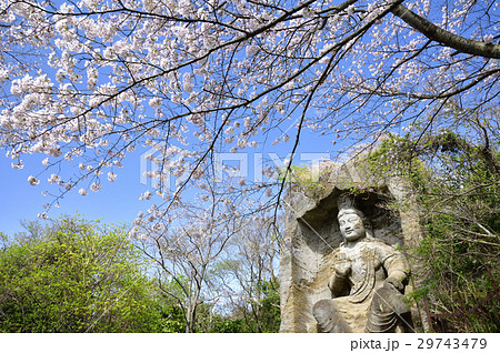 鷹取山の桜と磨崖仏 29743479