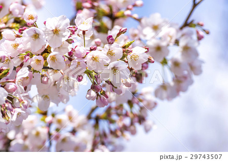春 満開の桜 東京 春 満開の桜 東京 29743507