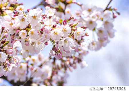 春 満開の桜 東京 春 満開の桜 東京 29743508