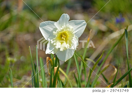 タイハイスイセン(大杯スイセン) タイハイスイセン(大杯スイセン) 29743749