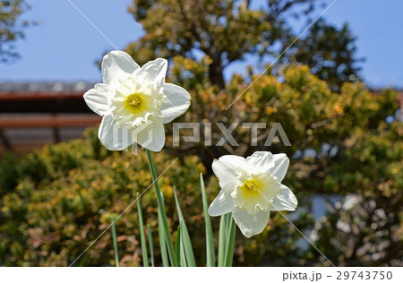 タイハイスイセン（大杯スイセン） 29743750