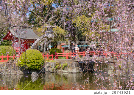 桜咲く三島大社 桜咲く三島大社 29743921