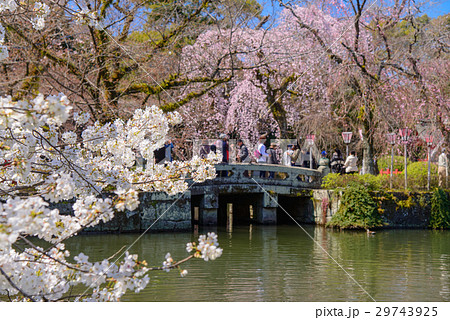 桜咲く三島大社境内 桜咲く三島大社境内 29743925