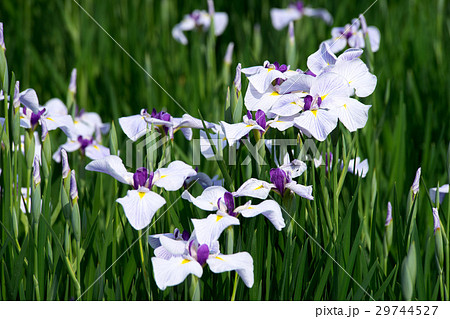 菖蒲園 29744527